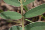 Spiked hoarypea